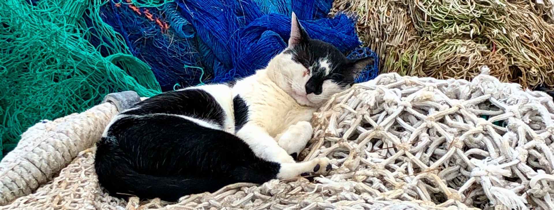 Katze auf Fischernetzen